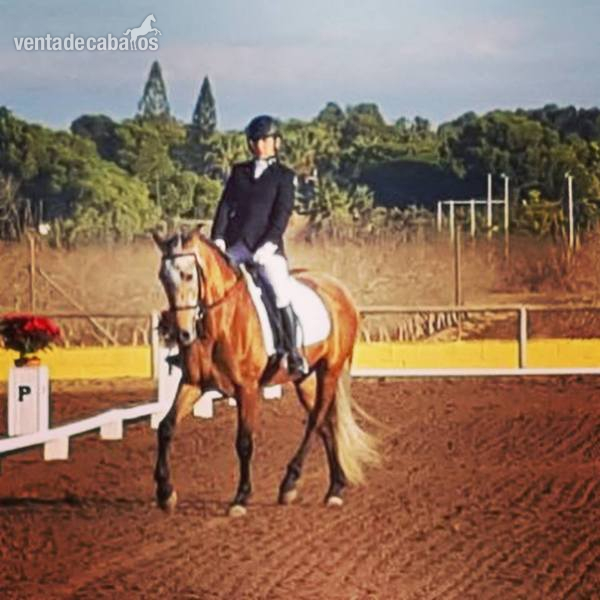 Caballo de Deporte Español (CDE)