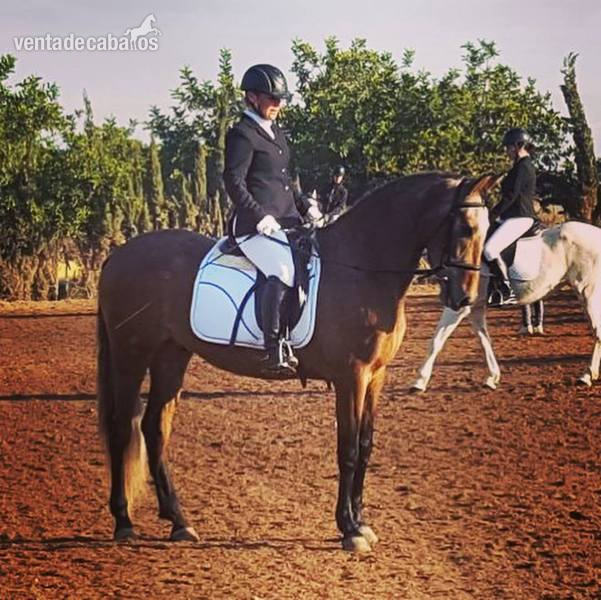 Caballo de Deporte Español (CDE) {TYPE}