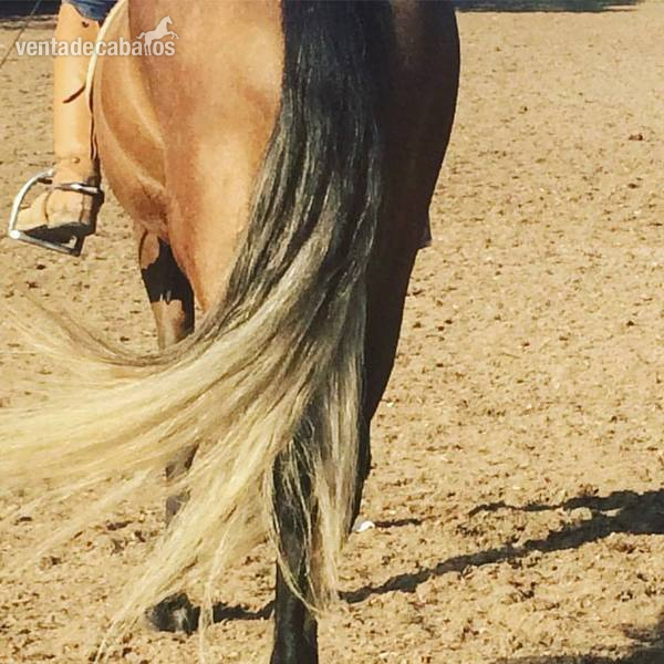 Caballos Capados Caballo de Deporte Español (CDE) - POTRO DEPORTIVO ESPAÑOL DOMADO 