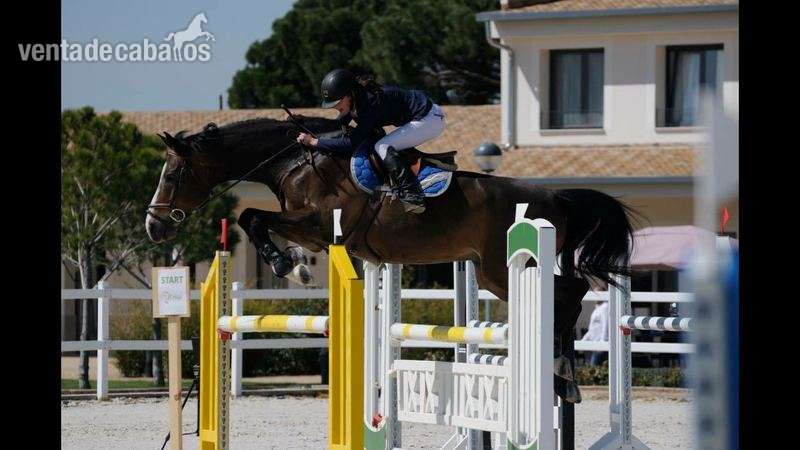 Espectacular Caballo de salto in 