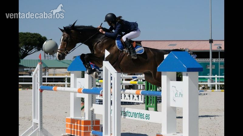 Caballos Capados Hungaro - Espectacular Caballo de salto