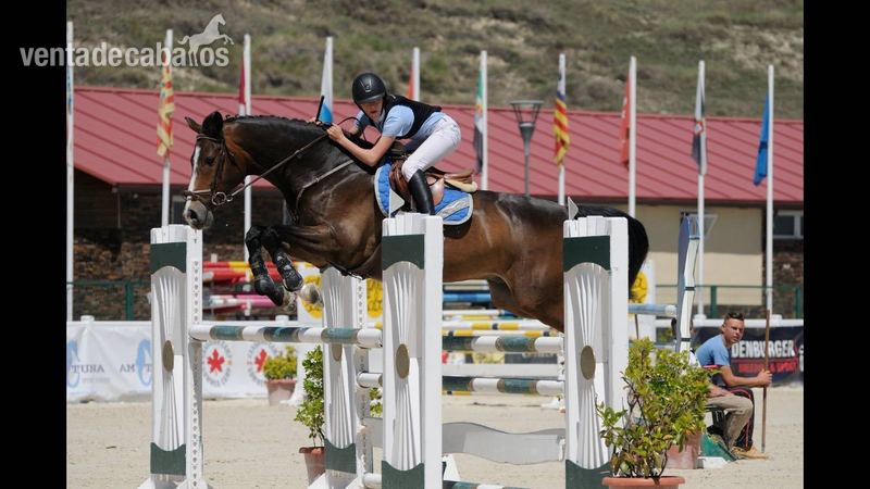 Espectacular Caballo de salto - Caballos Capados Hungaro