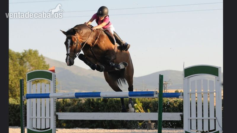 Espectacular Caballo de salto - Hungaro