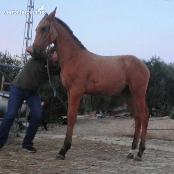Se vende potro  in 