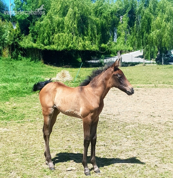 Venta de yegua P.R.E y potra - Pura Raza Española