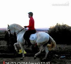 Lusitano