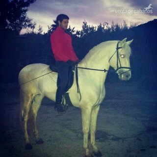 Lusitano {TYPE}