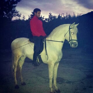 Lusitano {TYPE}