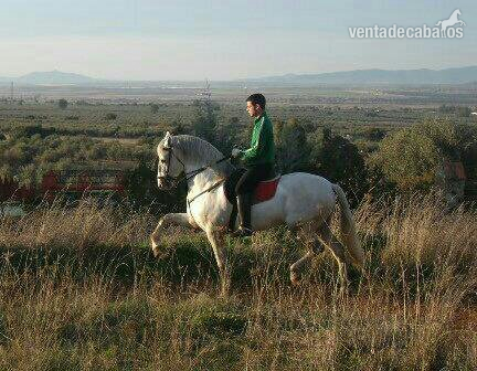 Caballos Enteros Lusitano - HISPANO-LUSO ENTERO DOMADO