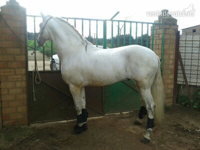 HISPANO-LUSO ENTERO DOMADO - Caballos Enteros Lusitano