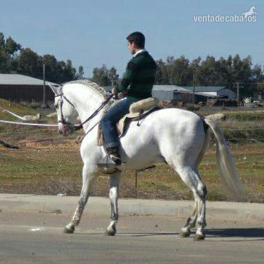 HISPANO-LUSO ENTERO DOMADO - Lusitano