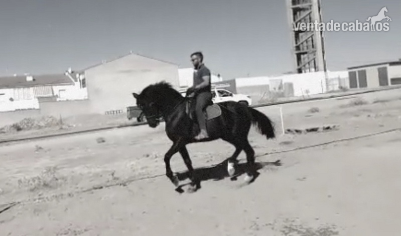 Caballo para disfrutar. Vendo o cambio. in 