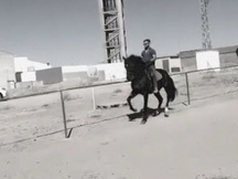 Caballo para disfrutar. Vendo o cambio.