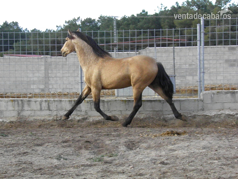 Caballos Pura Raza Española (P.R.E.) PRE - PRINCIPAL AG PRE