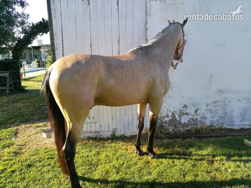 Caballo 6 año in 