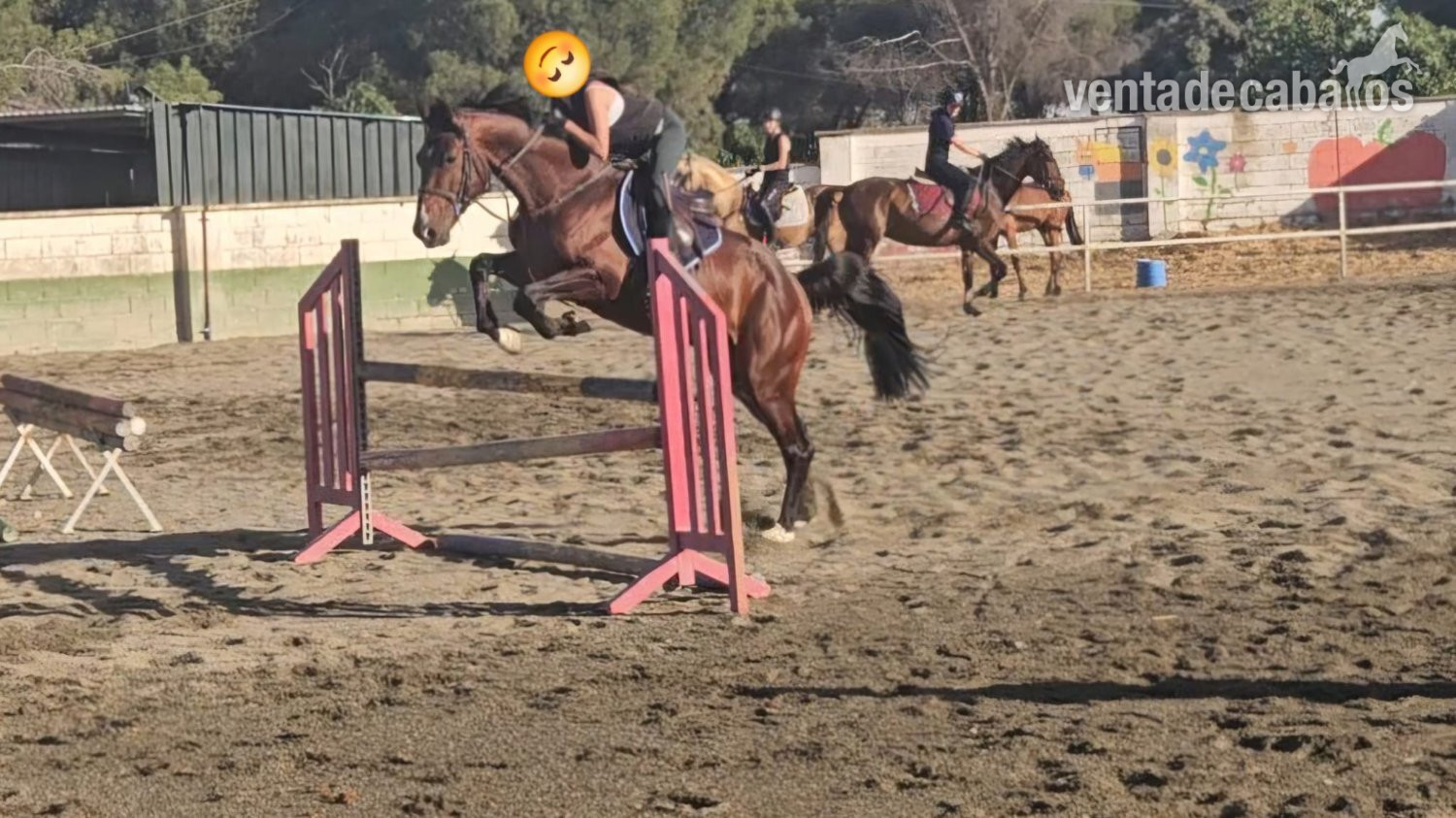  Caballo Joven, espectaculares Origenes !!