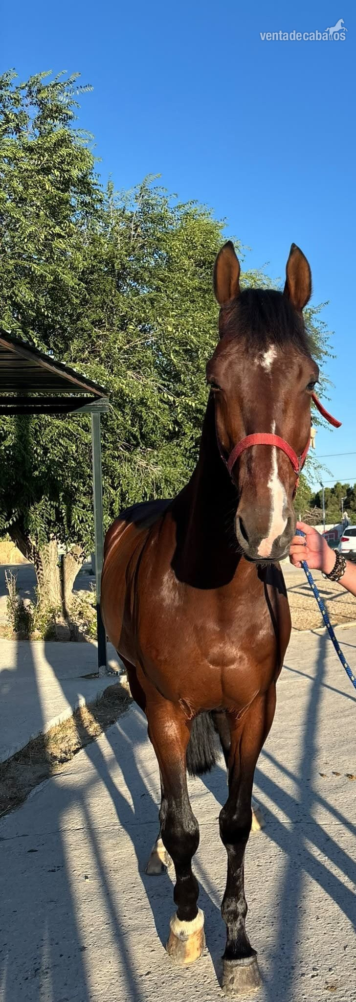 Caballo Joven, espectaculares Origenes !! - Caballos Capados in 