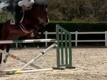 Caballo Joven, espectaculares Origenes !!