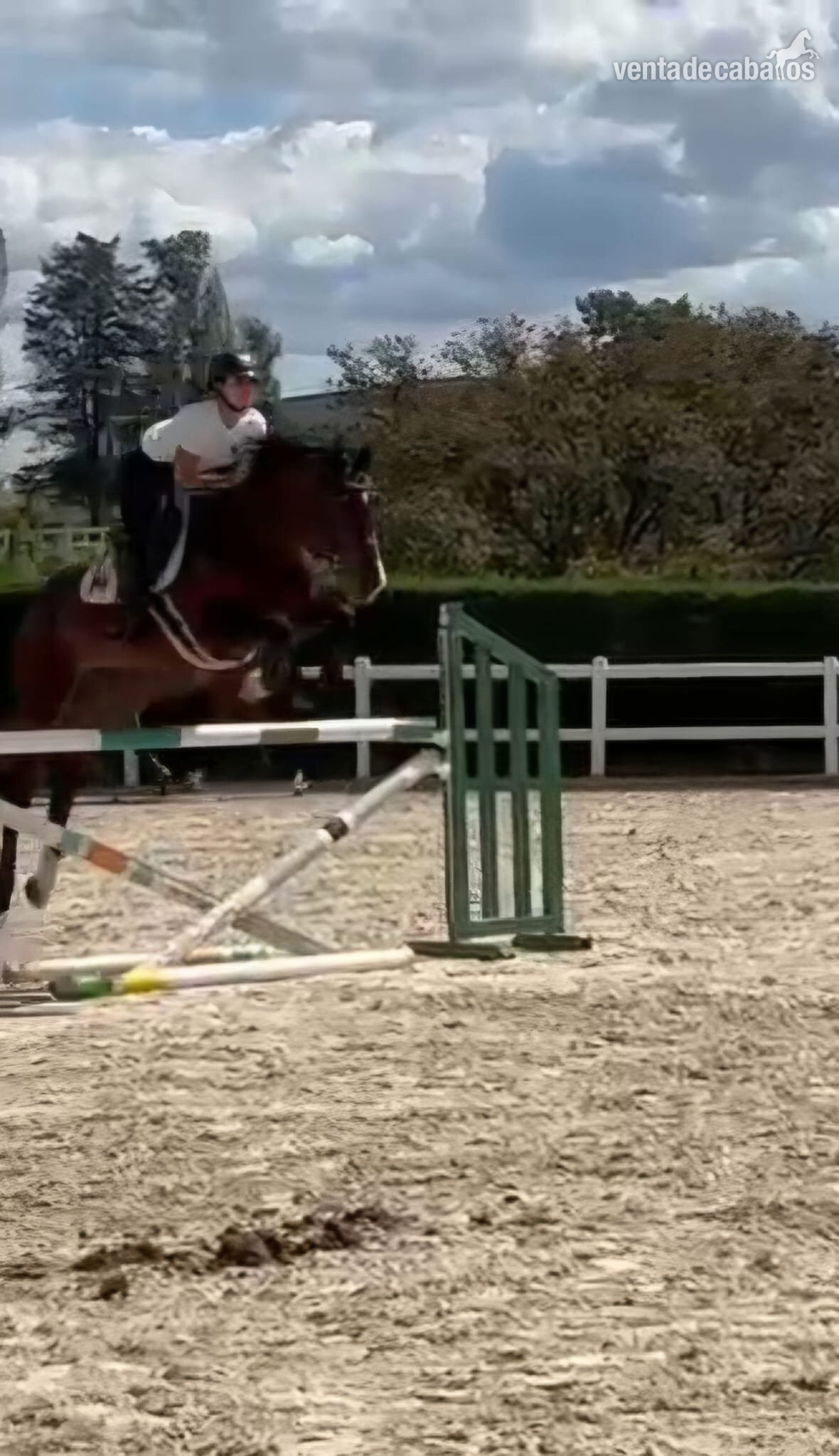 Caballo Joven, espectaculares Origenes !! - Caballos Capados