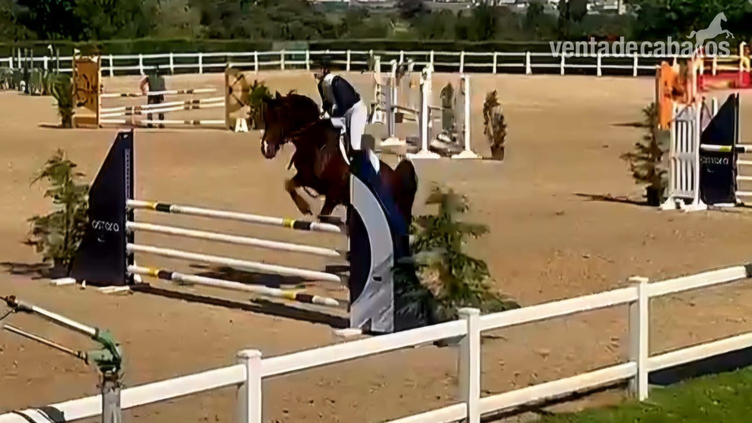 Caballos Capados EMPTY - Caballo Joven, espectaculares Origenes !!