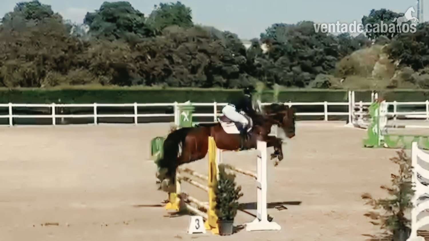 Caballo Joven, espectaculares Origenes !! - Caballos Capados EMPTY