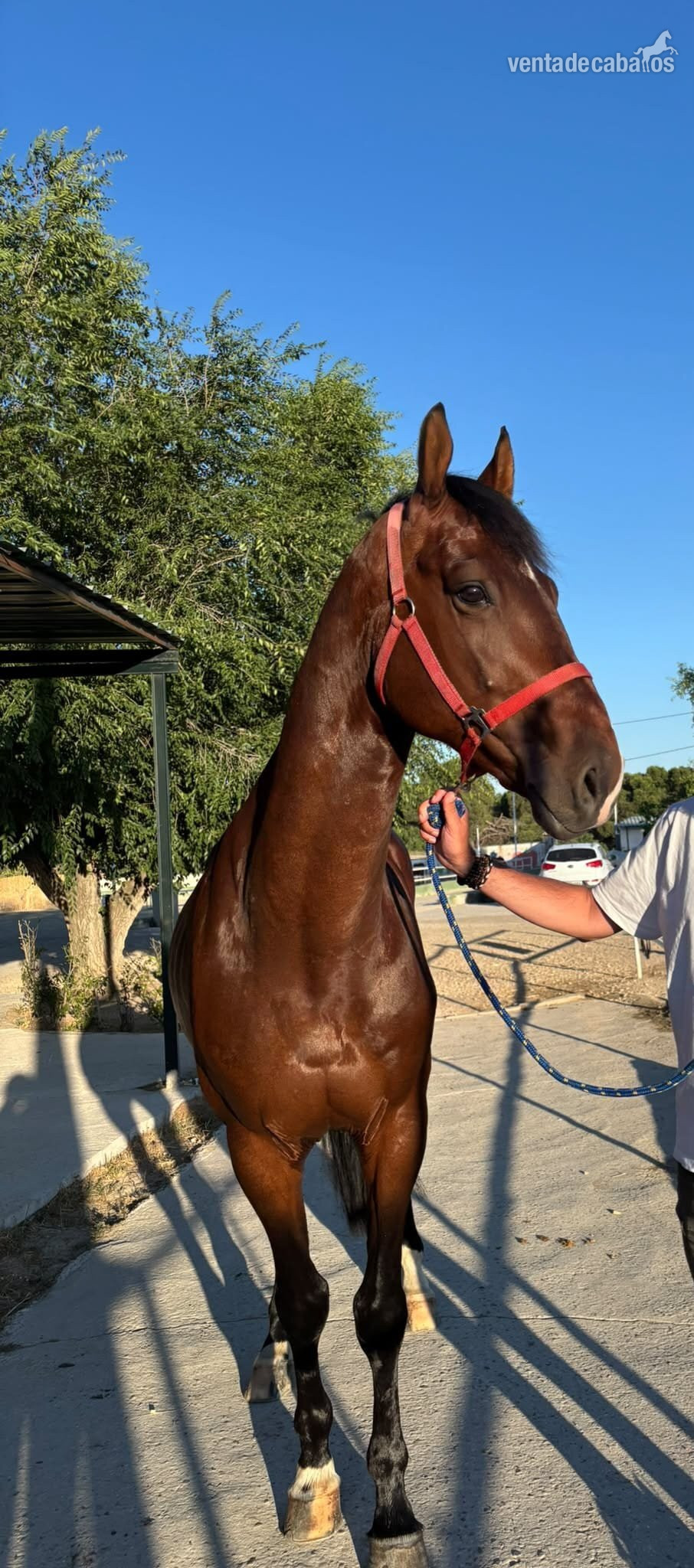 Caballo Joven, espectaculares Origenes !! - EMPTY