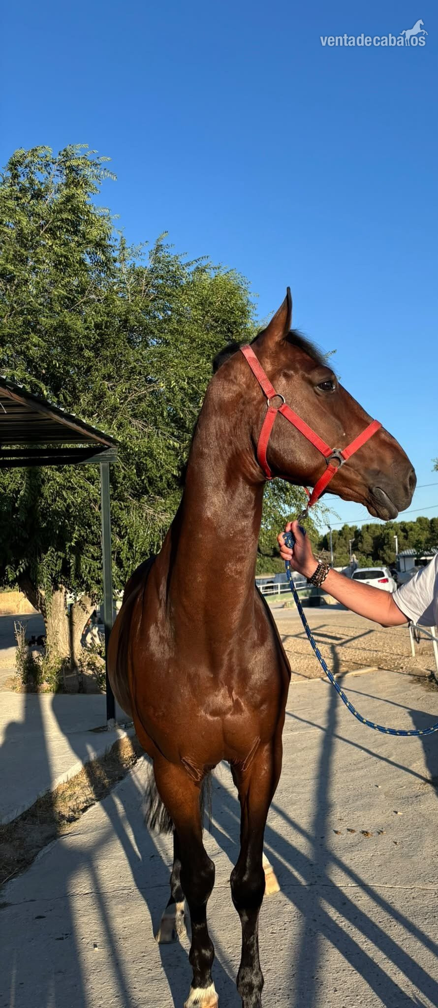 Caballo Joven, espectaculares Origenes !! - Caballos Capados