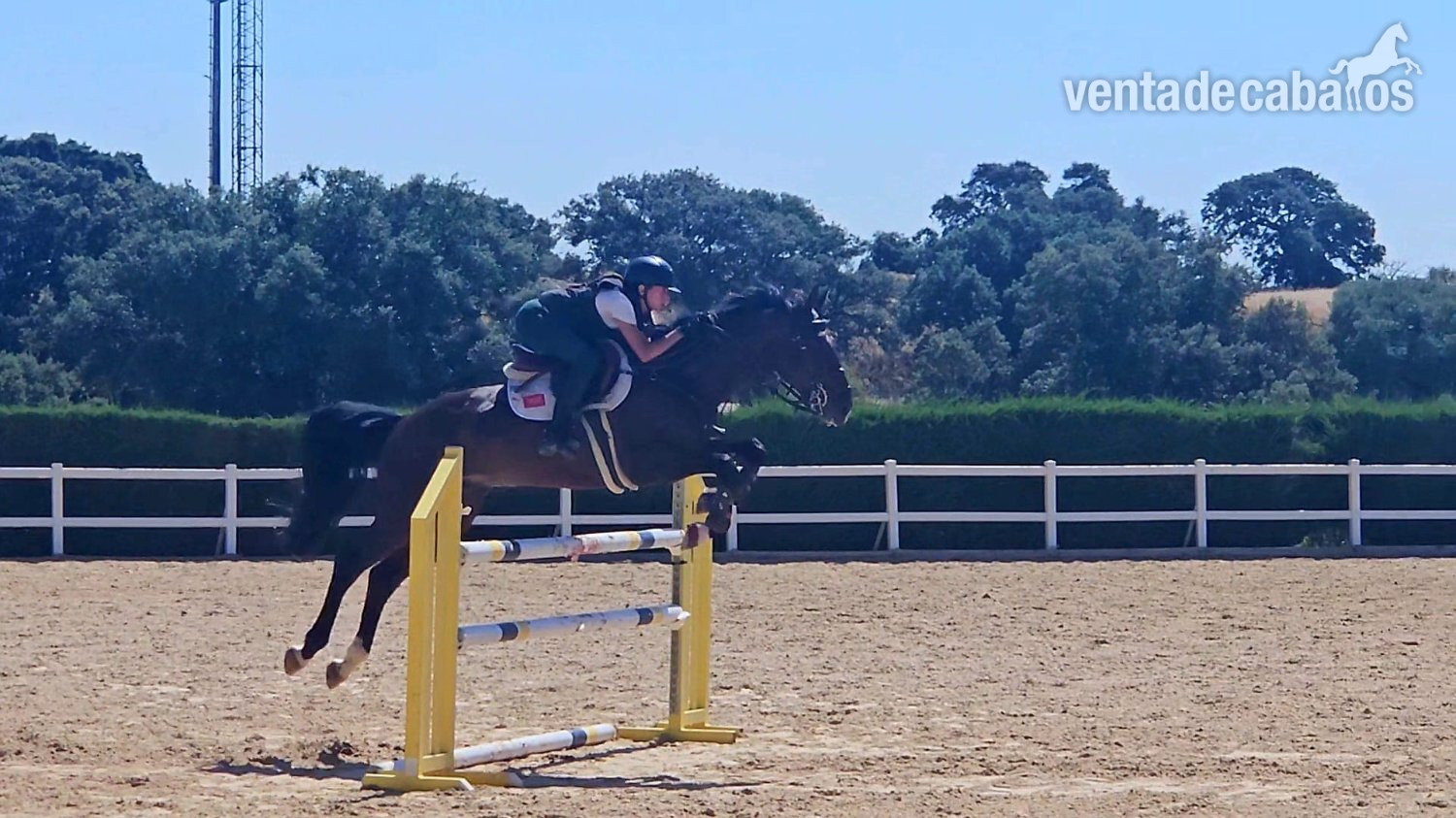 Caballo Joven, espectaculares Origenes !!