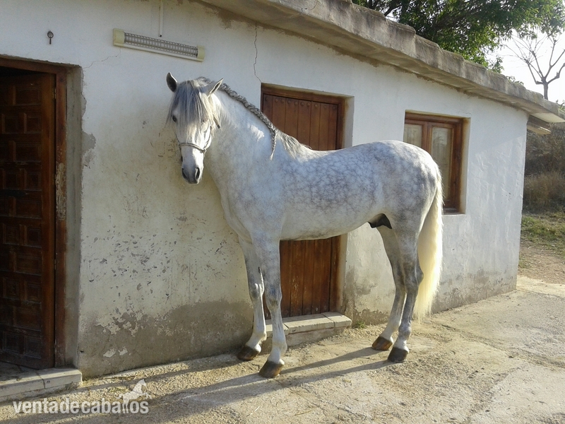 ejemplar PRE en venta in 
