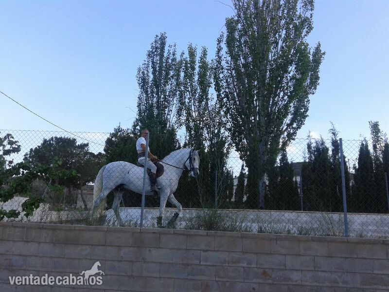 Caballos Pura Raza Española (P.R.E.) Pura Raza Española - ejemplar PRE en venta