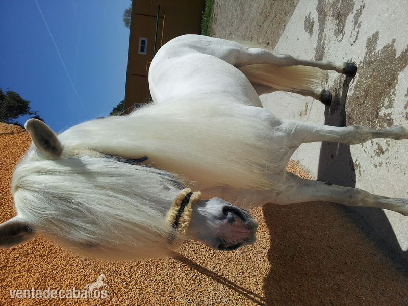 Caballo tordo (P.R.E) in 