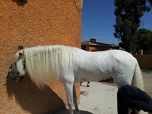 Caballo tordo (P.R.E)
