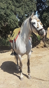 Yegua pura raza española