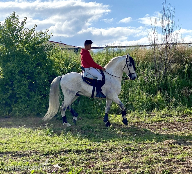 Caballo PRE 13 años - Caballos Pura Raza Española (P.R.E.) Pura Raza Española
