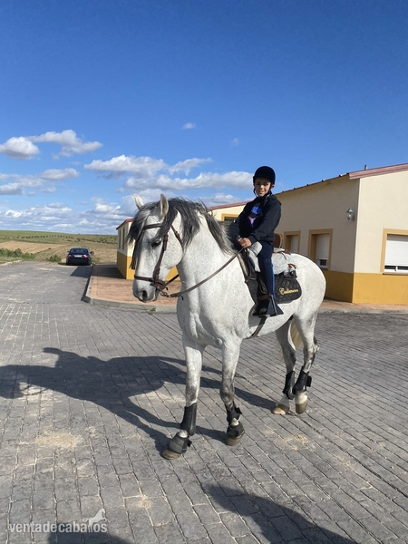 Caballo PRE 13 años - Pura Raza Española