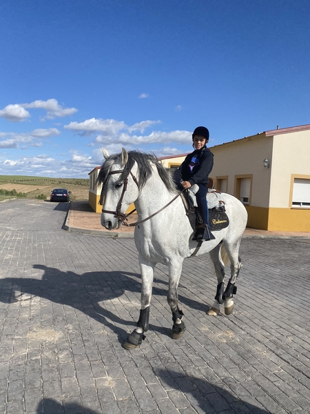 Caballo PRE 13 años - Pura Raza Española