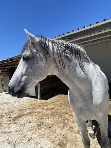 Caballo PRE 13 años - Caballos Pura Raza Española (P.R.E.)