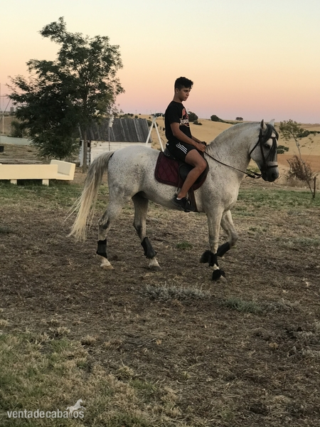 Caballo PRE 13 años
