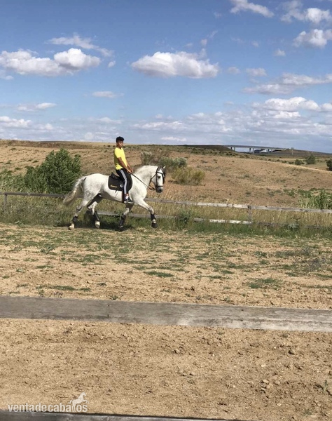  Caballo PRE 13 años