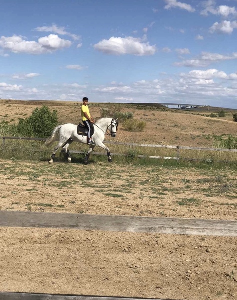  Caballo PRE 13 años