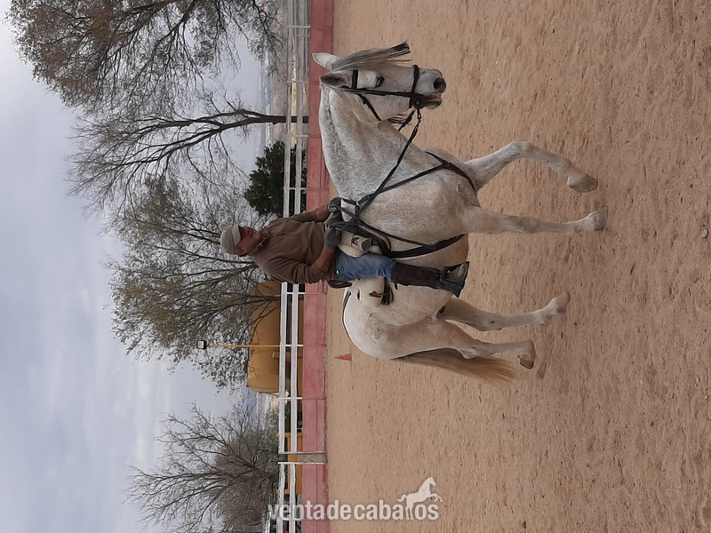 Pre castrado  con DOMA in 