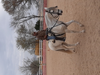 Pre castrado  con DOMA