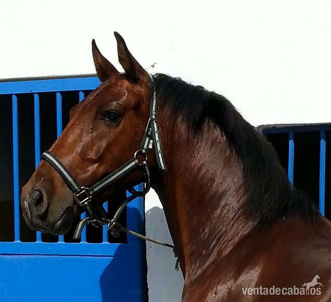 caballo hispano arabe in 