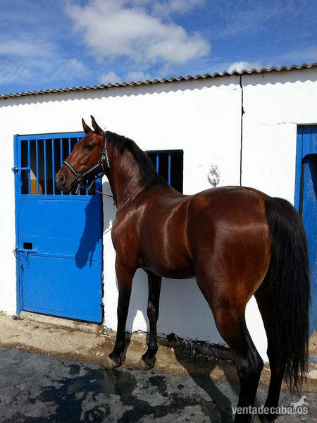 Hispano-Arabe