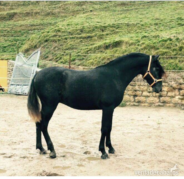 Venta potro PRE in 