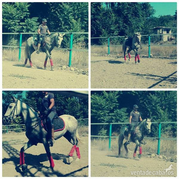 caballo cruzado castrado  in 