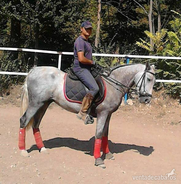 cruzado de PRE {TYPE}