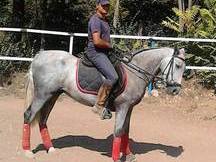 caballo cruzado castrado 