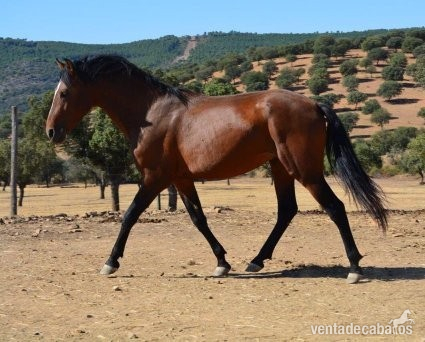 Caballo entero PRE in 