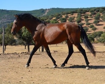 Caballo entero PRE